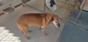 BODRUM BELEDİYESİ, CAN DOSTLARI İÇİN BAŞARILI KURTARMA OPERASYONUNA İMZA ATTI