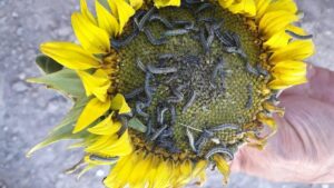 Ayçiçeği, domates ve biberde ‘tırtıl zammı’ korkusu